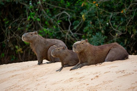 Capybara (Hydrochaeris hydrochaeris) Pantanal Brazil