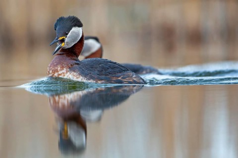 Red-necked Grebe (Podiceps grisegena) grebe, courtship, pair formation, reed and shallow water