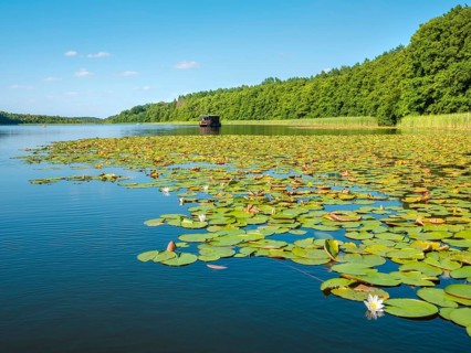 Water lilies bloom in the water lily paradise at Granzower Möschen, Mirow, Mecklenburg Lake