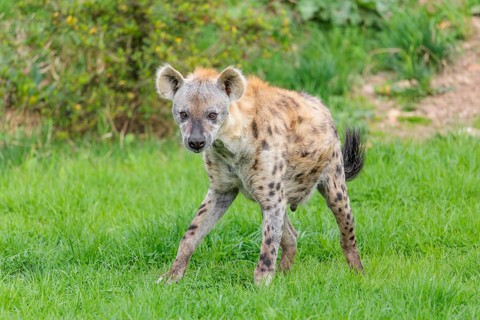 An adult male Spotted Hyena (Crocuta crocuta) stands in a green meadow
