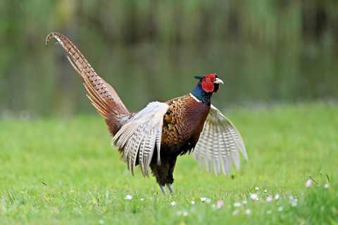 Pheasant (Phasianus colchicus), male, mating, flapping wings, fluttering, Texel, North Holland,