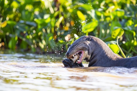 Giant otter (Pteronura brasiliensis) Pantanal Brazil