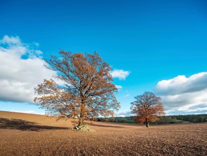 Solitary oak trees on ploughed field under blue sky with clouds in autumn, Burgenlandkreis,