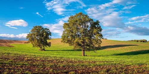 Green field with solitary oaks under a blue sky with clouds in autumn, Burgenlandkreis,