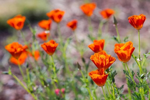 California poppy (Eschscholzia californica) in bloom, Saxony, Germany, Europe