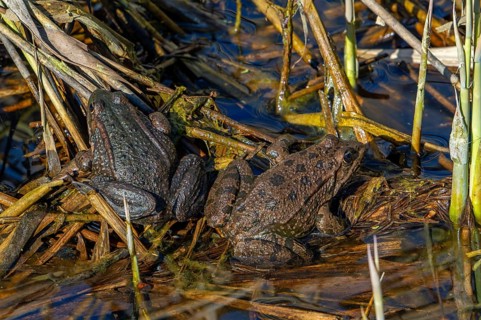 Water frog (Pelophylax sp.) couple sunning among reeds in reed bed in wetland, marshland in spring