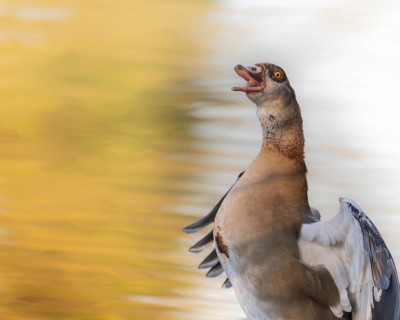 Egyptian goose (Alopochen aegyptiaca) bleating, flapping its wings, profile view, Ümminger See,
