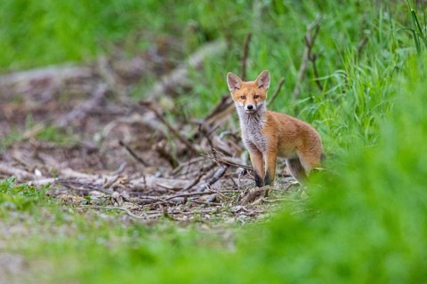 Fox (Vulpes vulpes) puppy Germany