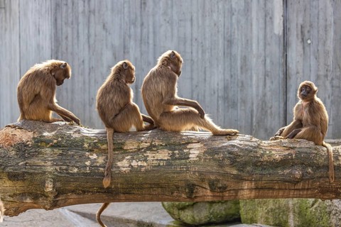 Djelada, blood-breasted baboon (Theropithecus gelada) at Wilhelma. Stuttgart Zoological and