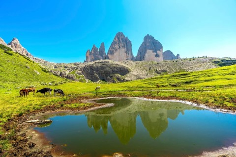 Cows grazing in a green meadow reflect the majestic tre cime di lavaredo in a serene lake, creating