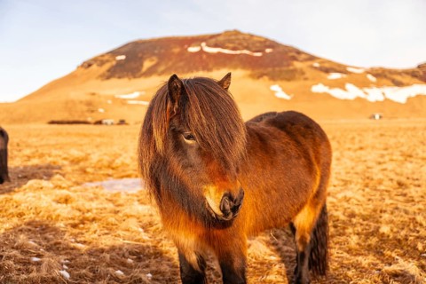 Beautiful brown horses in the cold winter in Iceland. Portrait looking at camera