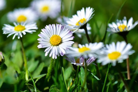 Daisies in a meadow near Augsburg, Bavaria, Germany, Europe