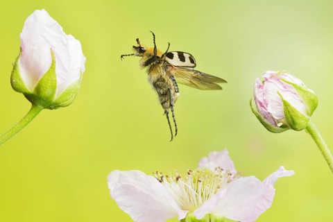 Bee beetle (Trichius gallicus) in flight on the blossoms of a pear tree