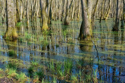 Tree trunks in a green, swampy alluvial forest, alders, spring, nature reserve Rote Lache by