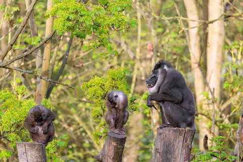 Three Drills (Mandrillus leucophaeus), a male and two females, sit high up on the three stumps of a