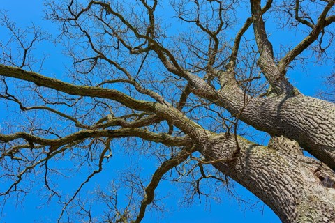 View from below of branched treetop against blue sky, through bare branches, oak tree, Hanau,