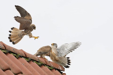 Two kestrels i (Falco tinnunculus) in a dynamic interaction above a roof, territorial dispute,