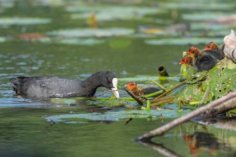 Eurasian burbot (Fulica atra) feeding its chicks. Bas Rhin, Alsace, France, Europe