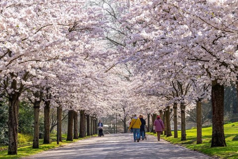 Cherry avenue, ornamental cherry blossom in Grugapark in Essen, Japanese May cherries, Prunus x