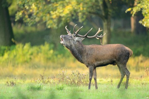 A Red deer (Cervus elaphus) male on a early foggy morning roaring at the edge of the woods