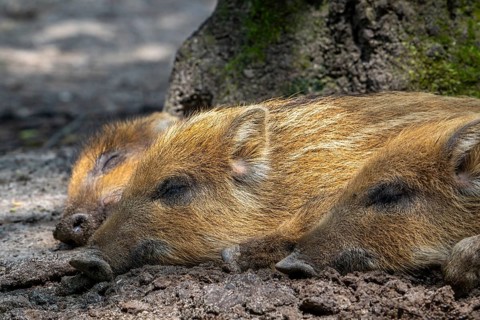Three wild boar (Sus scrofa) piglets, juveniles sleeping in the mud in spring