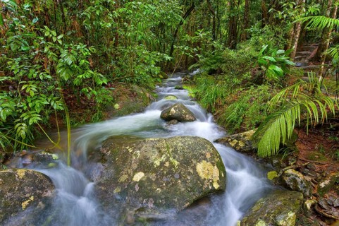 River course, water, stream, river, movement, flowing, jungle, rainforest, tropical, tropical