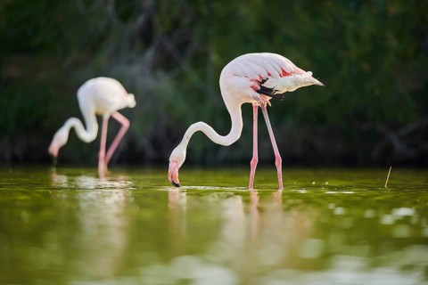 Greater Flamingo (Phoenicopterus roseus) walking in the water, Parc Naturel Regional de Camargue,