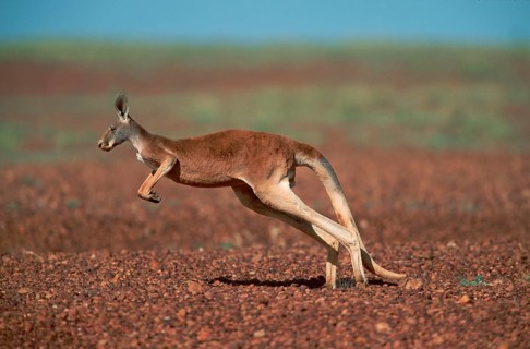 Red red kangaroo (Macropus rufus), Stuart National Park, Page, Australia, Oceania
