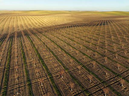 Cultivated young Almond Trees (Prunus dulcis) in the Campiña Cordobesa, the fertile rural area