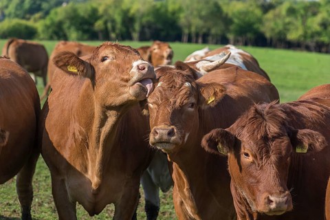 Buntscheck cows on pasture, Franconia, Bavaria, Germany, Europe