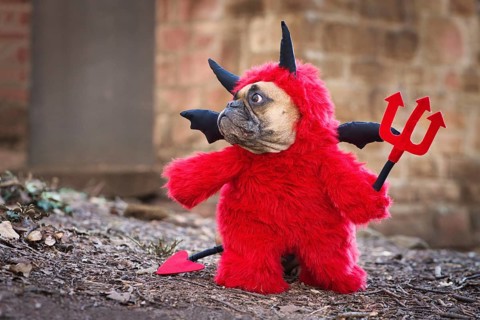 French Bulldog dog with red devil costume wearing a fluffy full body suit with fake arms holding