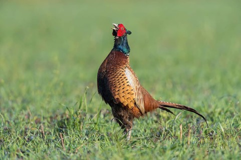 Pheasant (Phasianus colchicus), courtshiping cock, Upper Austria, Austria, Europe