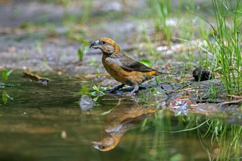 Red crossbill, common crossbill (Loxia curvirostra) male drinking water from pond, rivulet