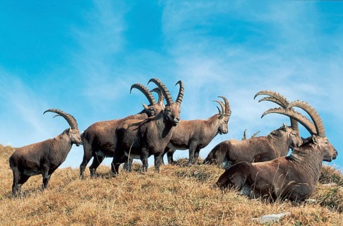 Alpine Ibex (Capra ibex), males, Switzerland, alps, side, Europe