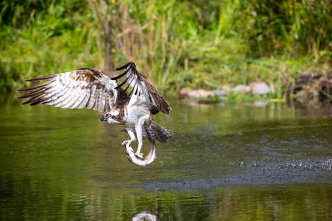 Western osprey (Pandion haliaetus) fishing, Finland, Europe
