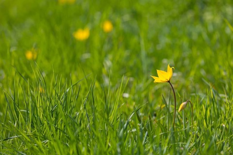 Wild tulips (Tulipa sylvestris) in flower, Saxony, Germany, Europe