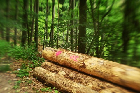 Forest damage in the Sauerland region has caused about 40 % of the spruce stand, especially in