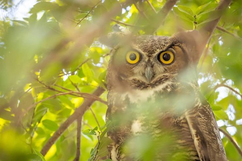 The yellow eyed great horned owl resting in the tree