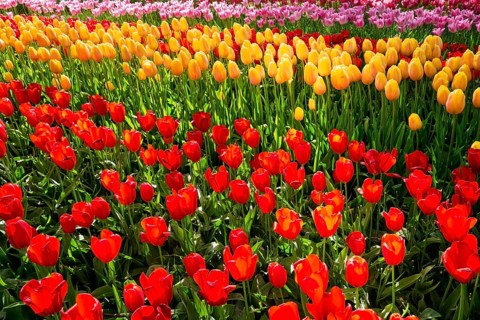 Blooming tulips flowerbed in Keukenhof flower garden, also known as the Garden of Europe, one of