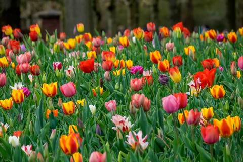 Bed with colourful tulips (Tulpia), Keukenhof, Lisse, province of South Holland, Netherlands