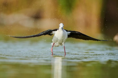 Black-winged stilt (Himantopus himantopus) standing in the water cleaning ists feathers, Camargue,