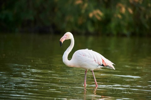 Greater Flamingo (Phoenicopterus roseus) walking in the water, Parc Naturel Regional de Camargue,
