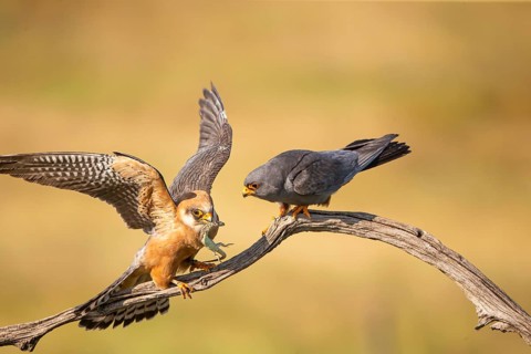 Red-footed falcon (Falco vesperetinus) Male handing over a captured lizard to female, Hungary,