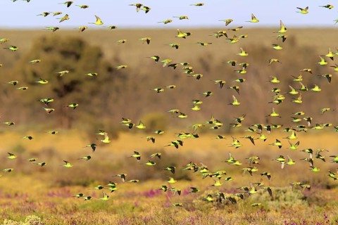 Budgerigars (Melopsittacus undulatus), New South Wales, Australia, Oceania
