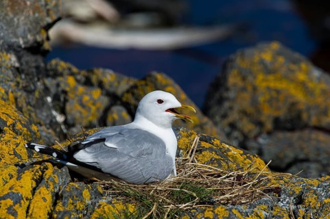 Black-legged Kittiwake (Rissa tridactyla), adult bird sitting in a nest, Runde, Møre og Romsdal,