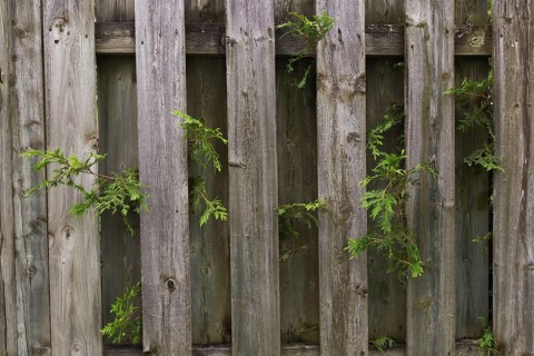 White Cedar (Thuja occidentalis) hedge branches growing through wood plank fence on residential
