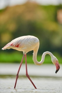 Greater Flamingo (Phoenicopterus roseus) walking in the water, Parc Naturel Regional de Camargue,