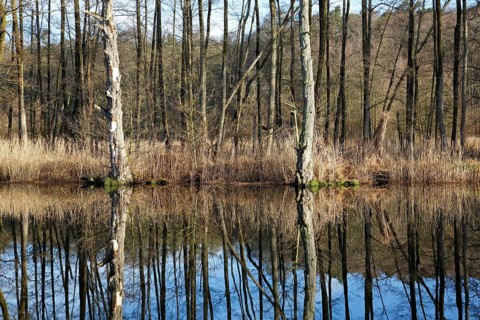 Deadwood, secondary habitat, alder swamp forest on the banks of the Peene River, Peene Valley River