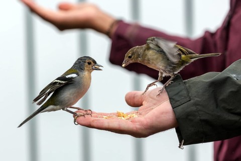 Two Madeira (Fringilla coelebs maderensis) chaffinches, sitting and eating out of hand, being fed,