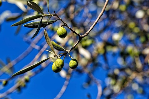 Unripe olives on a branch, olive branch, olive tree (Olea), olive tree, detail, symbolic image